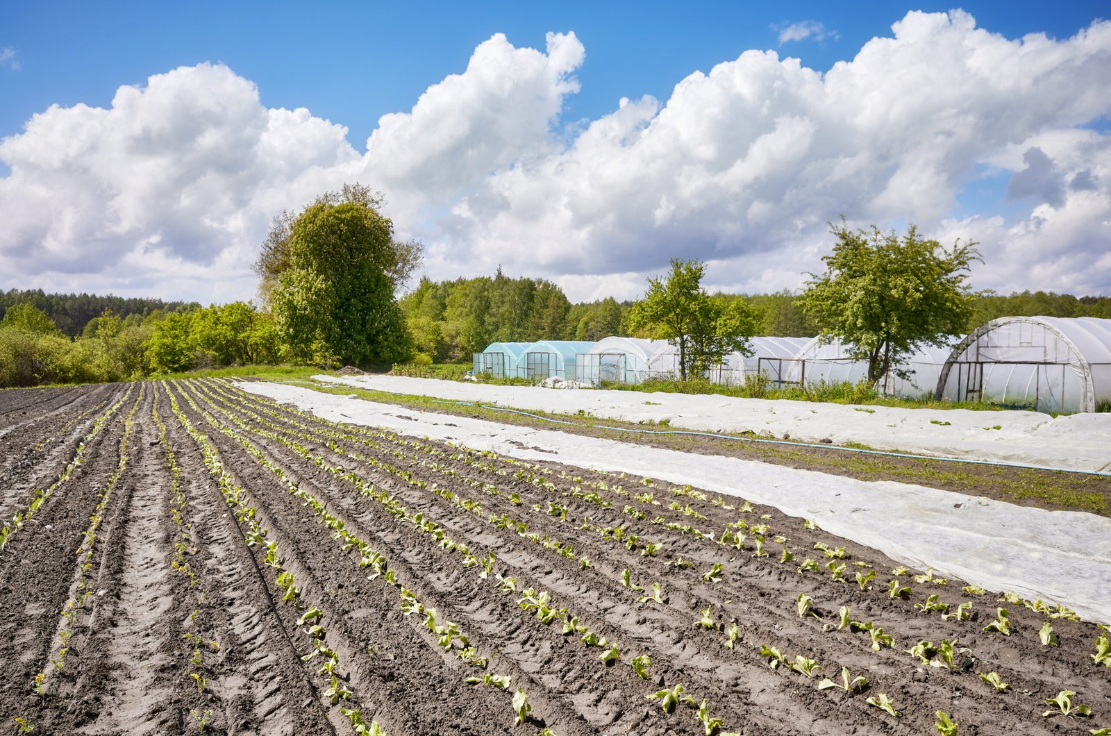 eco farm with nonwoven agrotextile partly covering field.